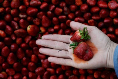 Mỹ cảnh báo dâu tây là trái cây chứa nhiều thuốc trừ sâu nhất 